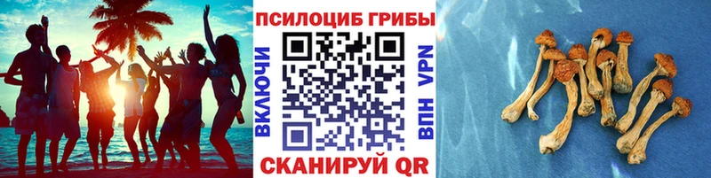 Псилоцибиновые грибы Psilocybine cubensis Кемерово